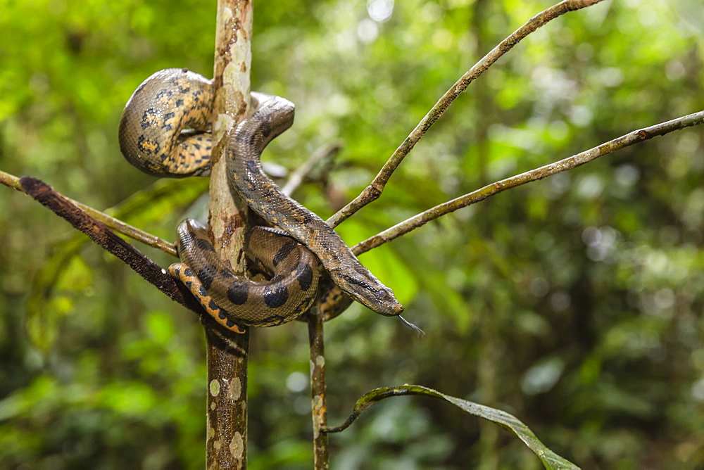 A wild green anaconda (Eunectes murinus), Amazon National Park, Loreto, Peru, South America