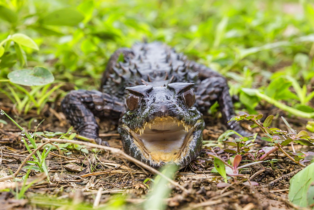 A captive Schneider's smooth-fronted caiman (Paleosuchus trigonatus), San Francisco Village, Loreto, Peru, South America