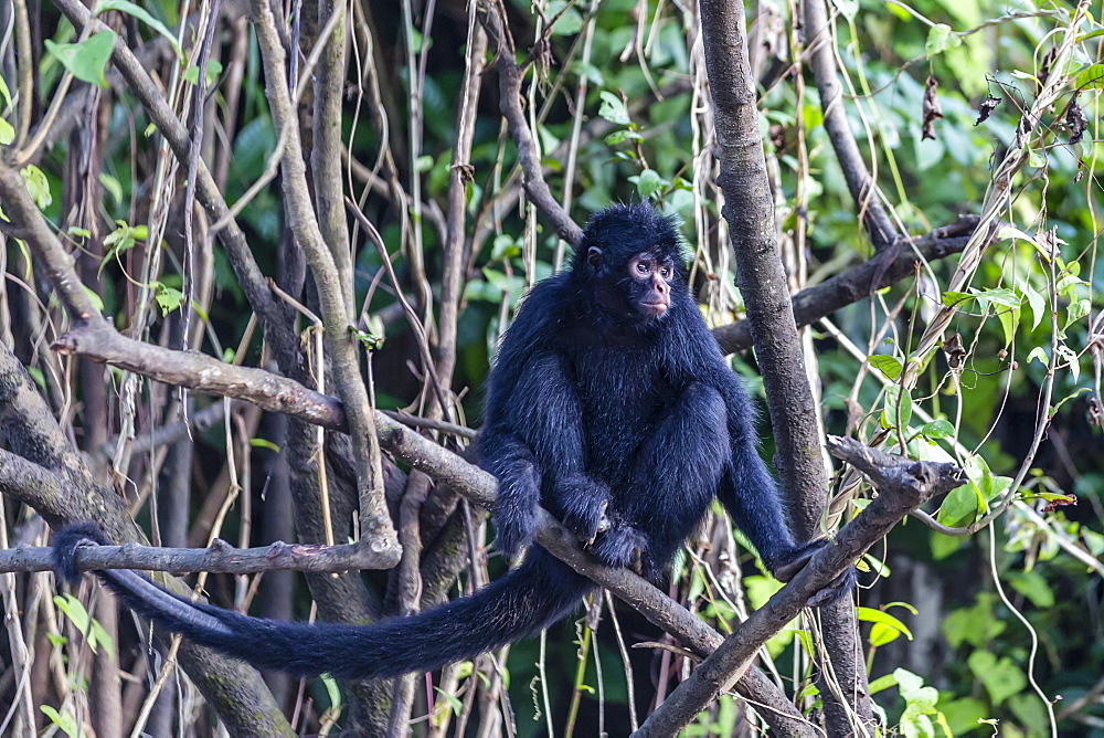 Adult spider monkey (Ateles spp), San Miguel Caño, Loreto, Peru, South America