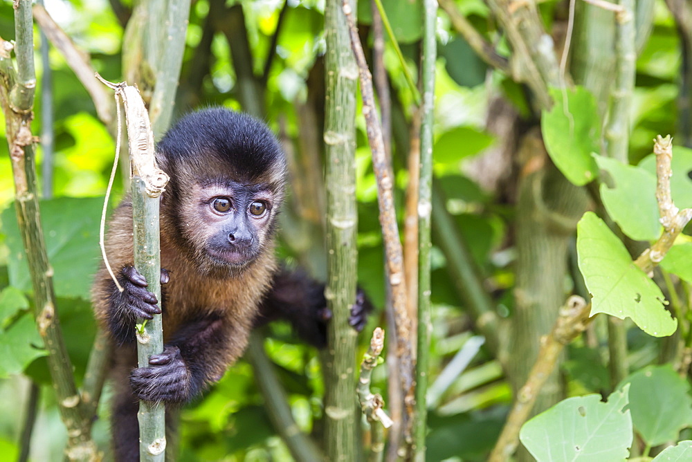 Captive pet tufted capuchin (Sapajus apella), San Francisco Village, Loreto, Peru, South America