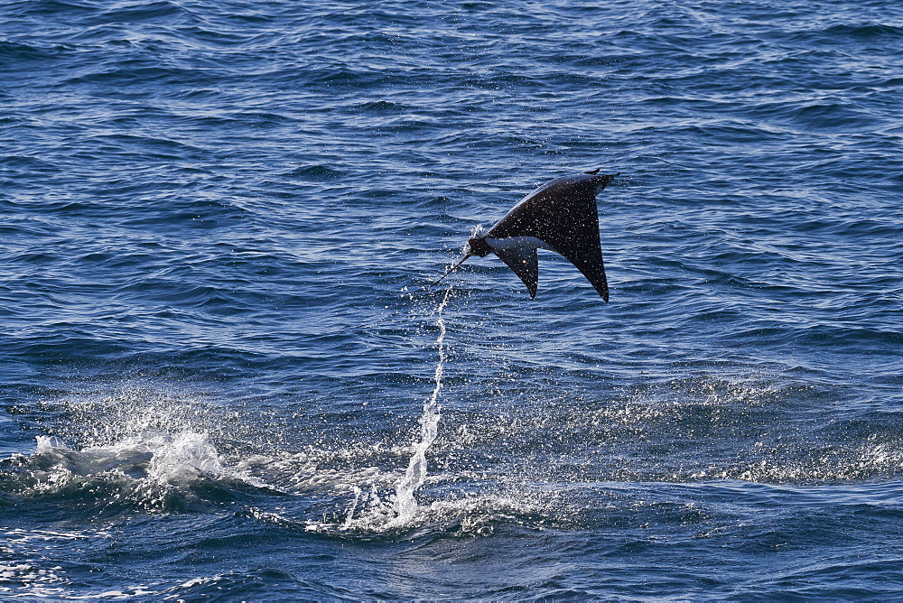 Adult spinetail mobula (Mobula japanica) leaping, Isla Espiritu Santo, Gulf of California (Sea of Cortez), Baja California Sur, Mexico, North America