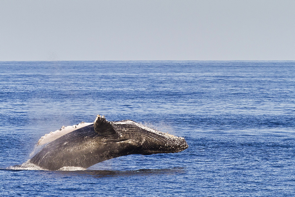 Adult humpback whale (Megaptera novaeangliae) breach, Gulf of California (Sea of Cortez), Baja California Sur, Mexico, North America