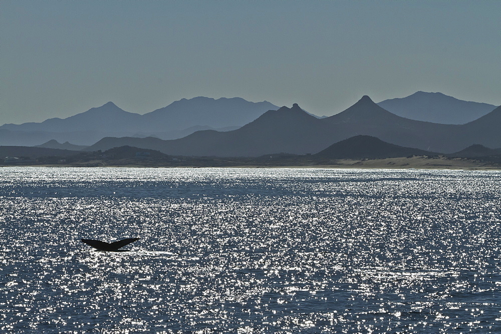 Humpback whale (Megaptera novaeangliae) flukes, Gulf of California (Sea of Cortez), Baja California Sur, Mexico, North America