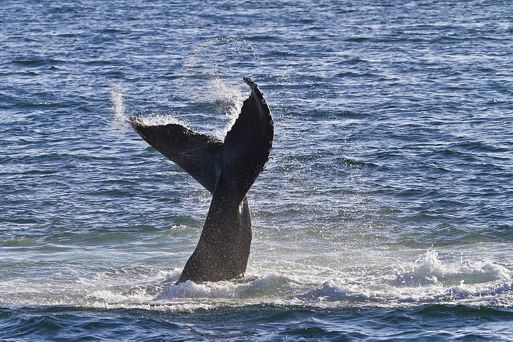 Humpback whale (Megaptera novaeangliae) tail slap, Gulf of California (Sea of Cortez), Baja California Sur, Mexico, North America