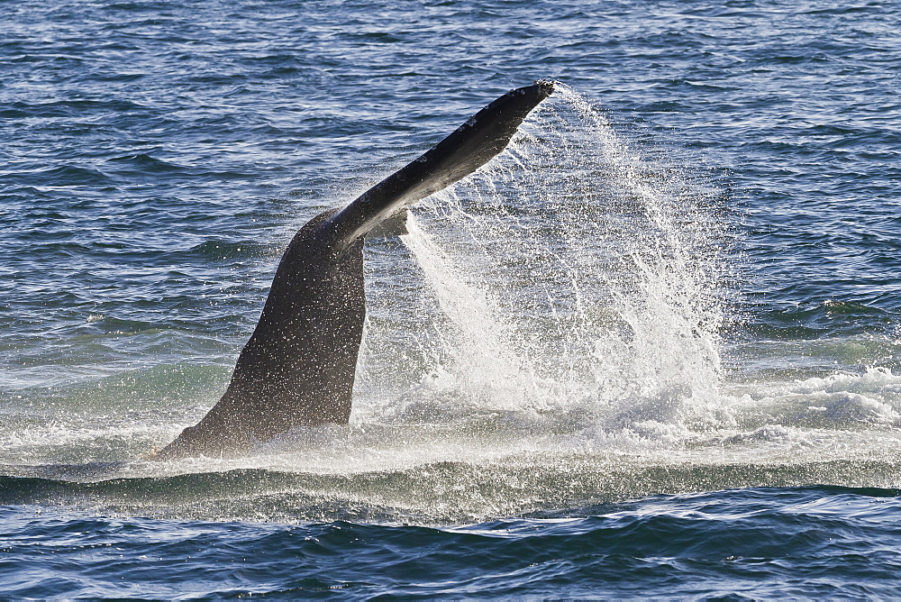 Humpback whale (Megaptera novaeangliae) tail slap, Gulf of California (Sea of Cortez), Baja California Sur, Mexico, North America