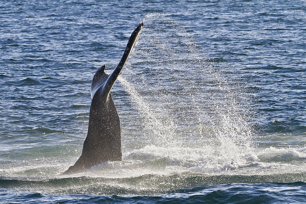 Humpback whale (Megaptera novaeangliae) tail slap, Gulf of California (Sea of Cortez), Baja California Sur, Mexico, North America