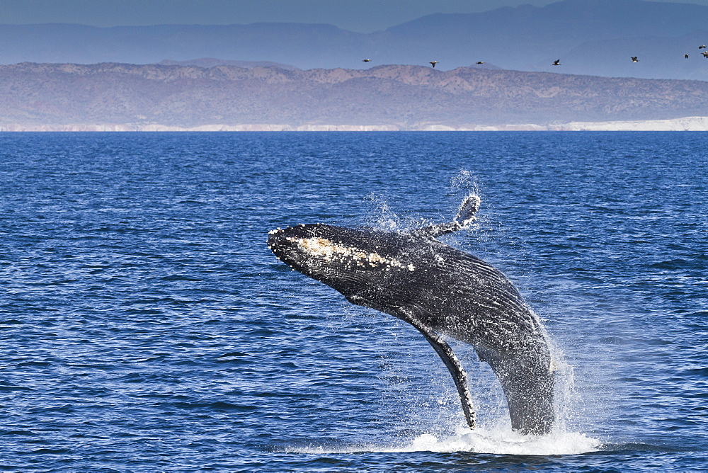 Humpback whale (Megaptera novaeangliae) breach, Gulf of California (Sea of Cortez), Baja California Sur, Mexico, North America