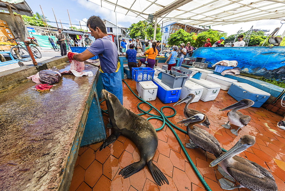 Scenes from the fish market in the port town of Puerto Ayora, Santa Cruz Island, Galapagos, Ecuador, South America