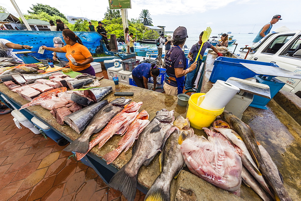 Scenes from the fish market in the port town of Puerto Ayora, Santa Cruz Island, Galapagos, Ecuador, South America