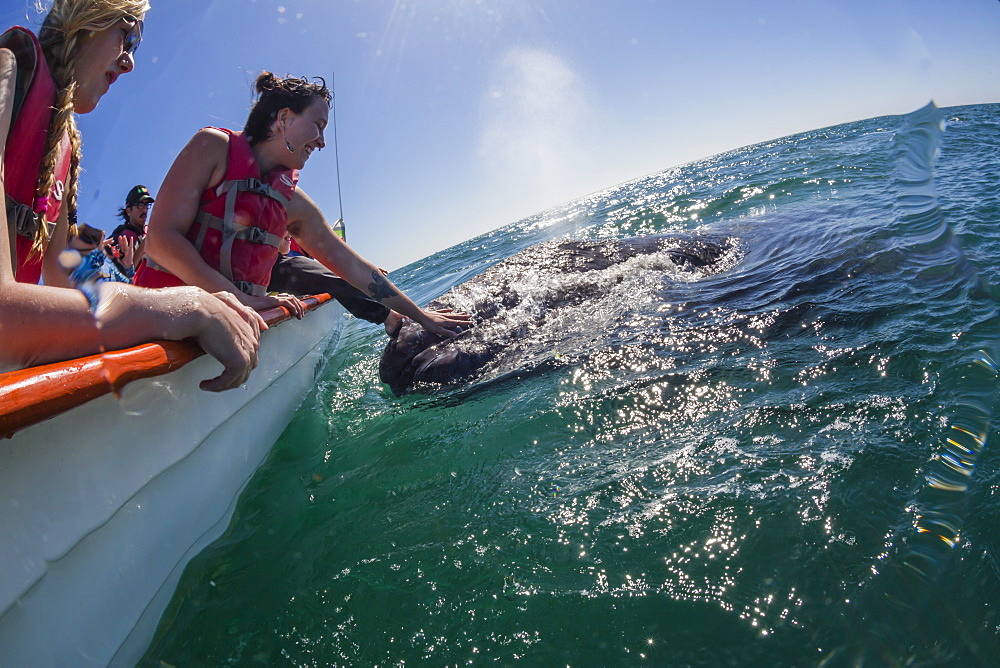 California gray whale calf (Eschrichtius robustus), with whale watchers in San Ignacio Lagoon, Baja California Sur, Mexico, North America