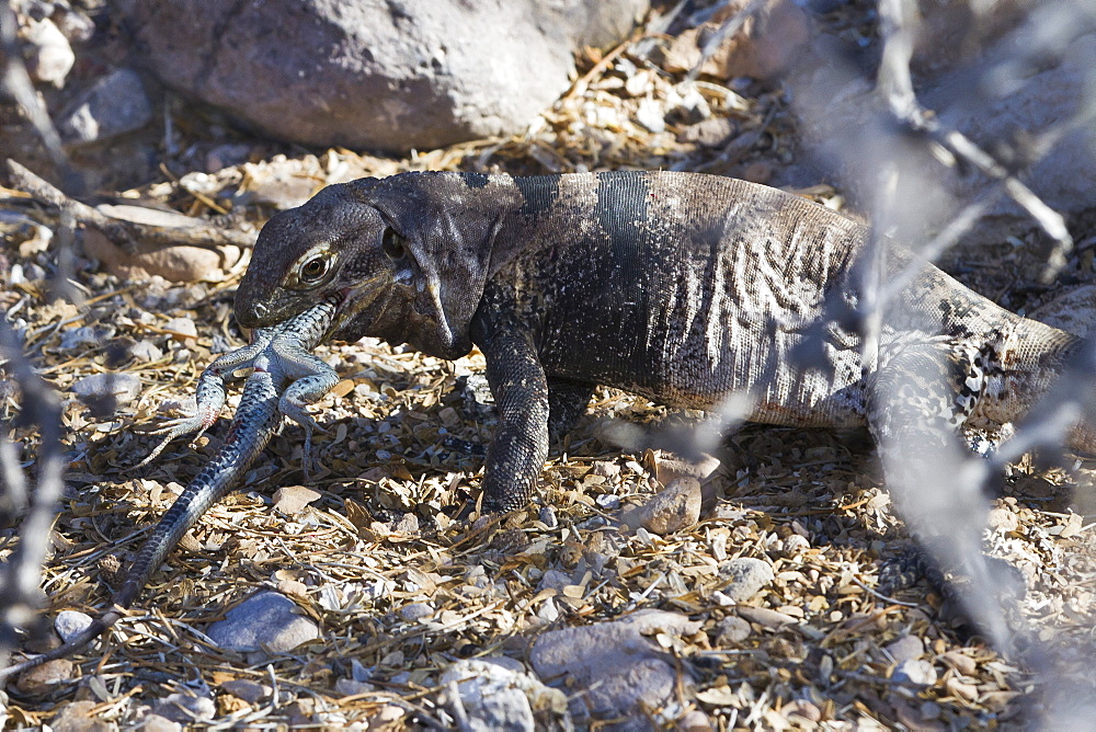 San Esteban spiny-tailed iguana (Ctenosaura conspicuosa) eating smaller lizard, Isla San Esteban, Gulf of California (Sea of Cortez), Baja California, Mexico, North America