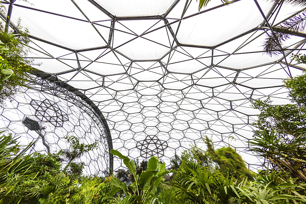 Inside the tropical biome at the popular visitor attraction, The Eden Project, St. Blazey, near St. Austell, Cornwall, England, United Kingdom, Europe