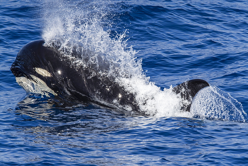 A young Type D (sub-Antarctic) killer whale (Orcinus orca), surfacing in the Drake Passage, Antarctica, Polar Regions