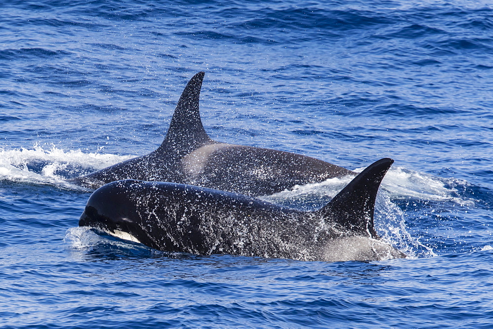 A very rare sighting of Type D (sub-Antarctic) killer whales (Orcinus orca), in the Drake Passage, Antarctica, Polar Regions