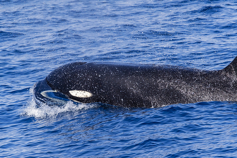 A Type D (sub-Antarctic) killer whale (Orcinus orca), surfacing in the Drake Passage, Antarctica, Polar Regions