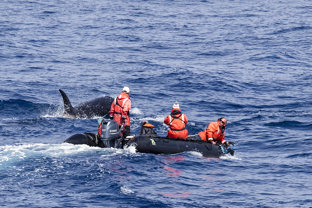 Zodiac near Type D (sub-Antarctic) killer whale (Orcinus orca), in the Drake Passage, Antarctica, Polar Regions