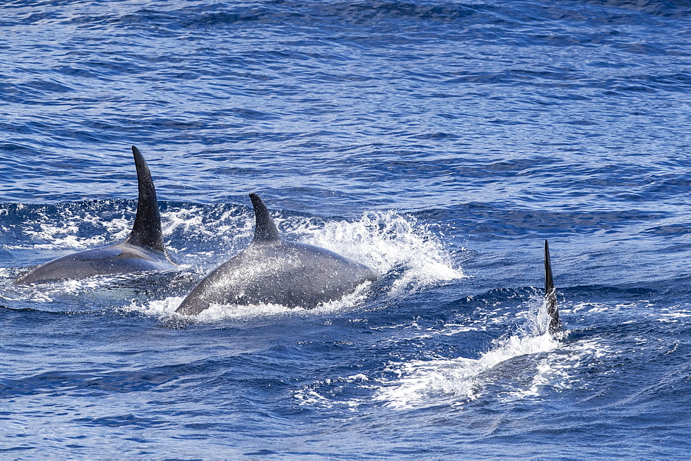 Adult Type D (sub-Antarctic) killer whale (Orcinus orca), surfacing in the Drake Passage, Antarctica, Polar Regions