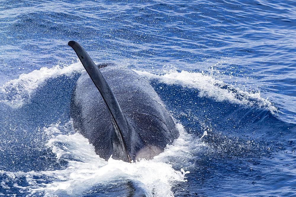 An adult bull Type D (sub-Antarctic) killer whale (Orcinus orca), surfacing in the Drake Passage, Antarctica, Polar Regions