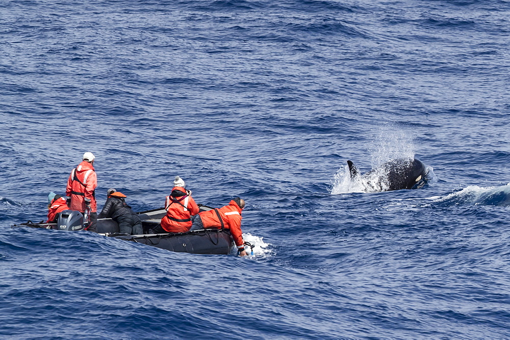 Zodiac near Type D killer whales (Orcinus orca) in the Drake Passage, Antarctica, Polar Regions