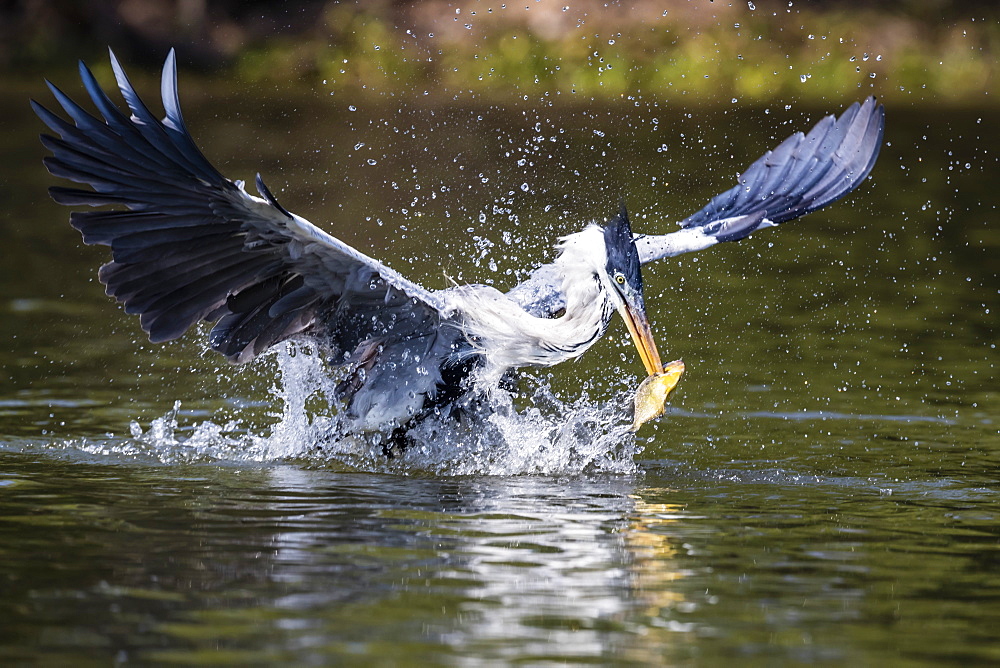 An adult cocoi heron (Ardea cocoi), fishing. Pousado Rio Claro, Mato Grosso, Brazil, South America