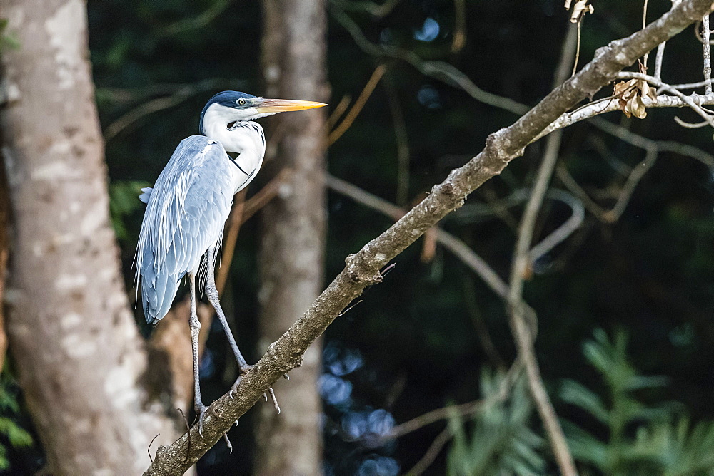 An adult cocoi heron (Ardea cocoi), Porto Jofre, Mato Grosso, Pantanal, Brazil, South America