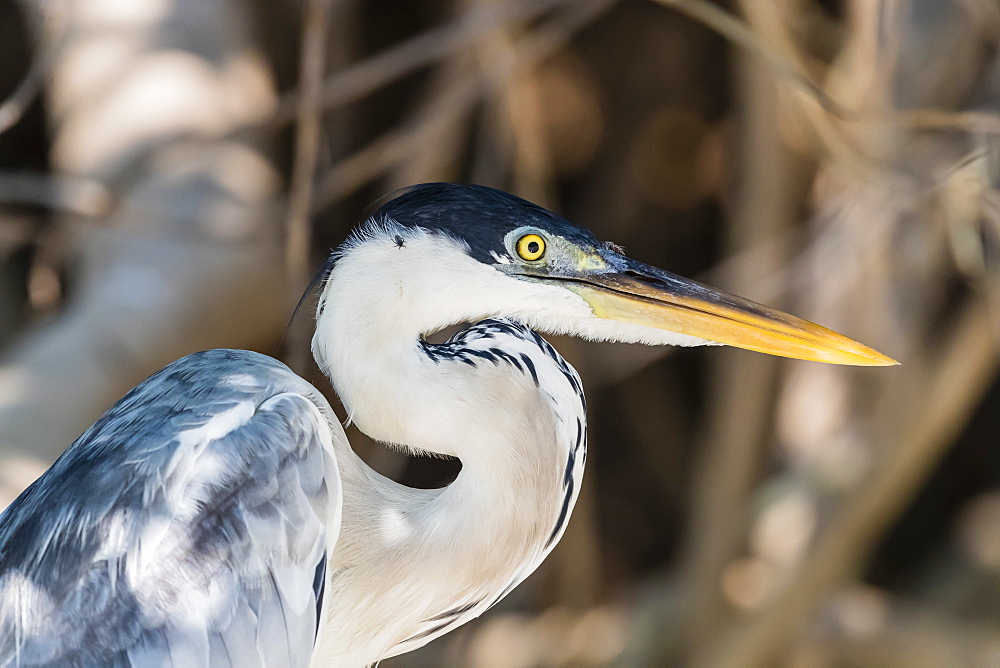 An adult cocoi heron (Ardea cocoi), Porto Jofre, Mato Grosso, Pantanal, Brazil, South America