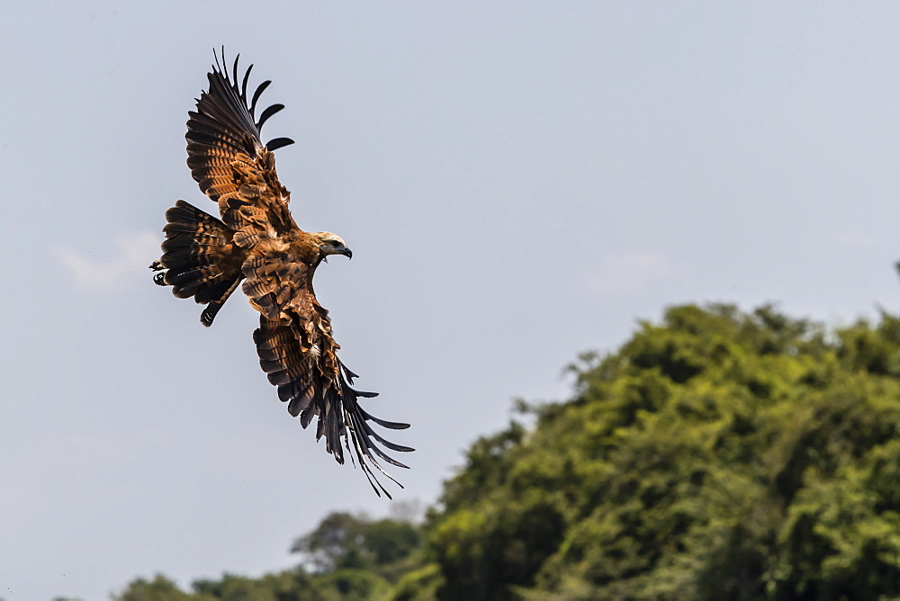 An adult black-collared hawk (Busarellus nigricollis), in flight at Pousado Rio Claro, Mato Grosso, Brazil, South America