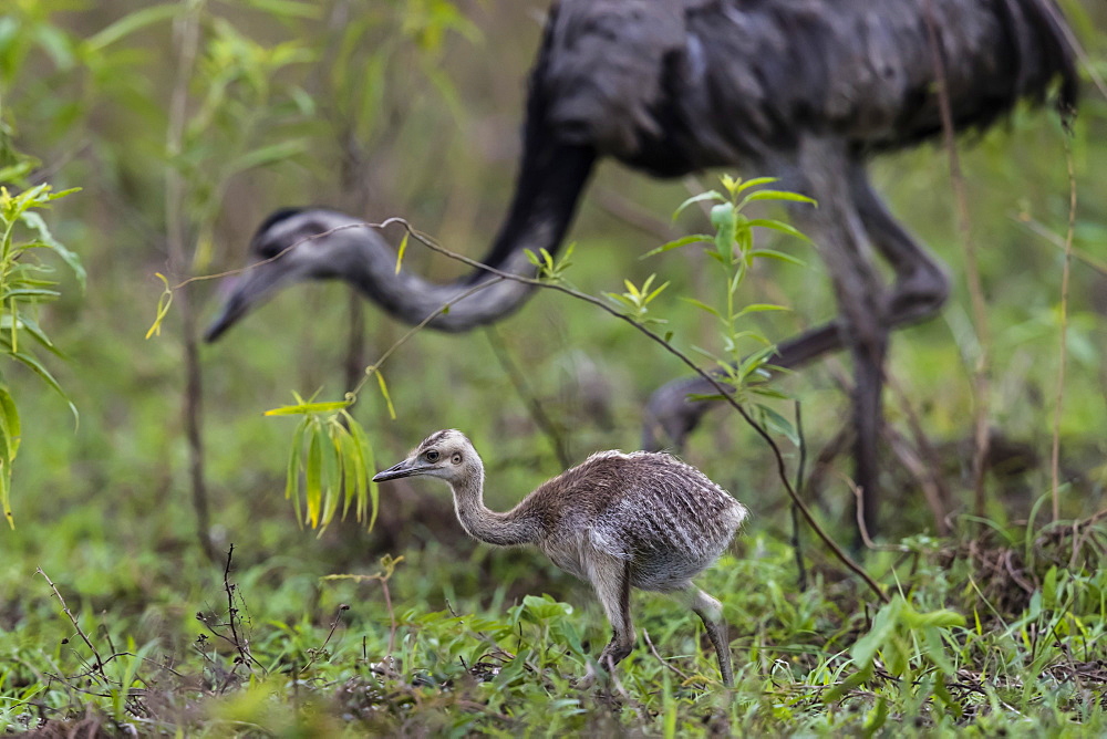 An greater rhea chick (Rhea americana), Pousado Rio Claro, Mato Grosso, Brazil, South America