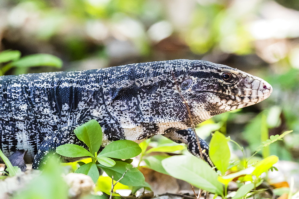 An adult Argentine black and white tegu (Salvator merianae), Pousado Alegre, Mato Grosso, Brazil, South America