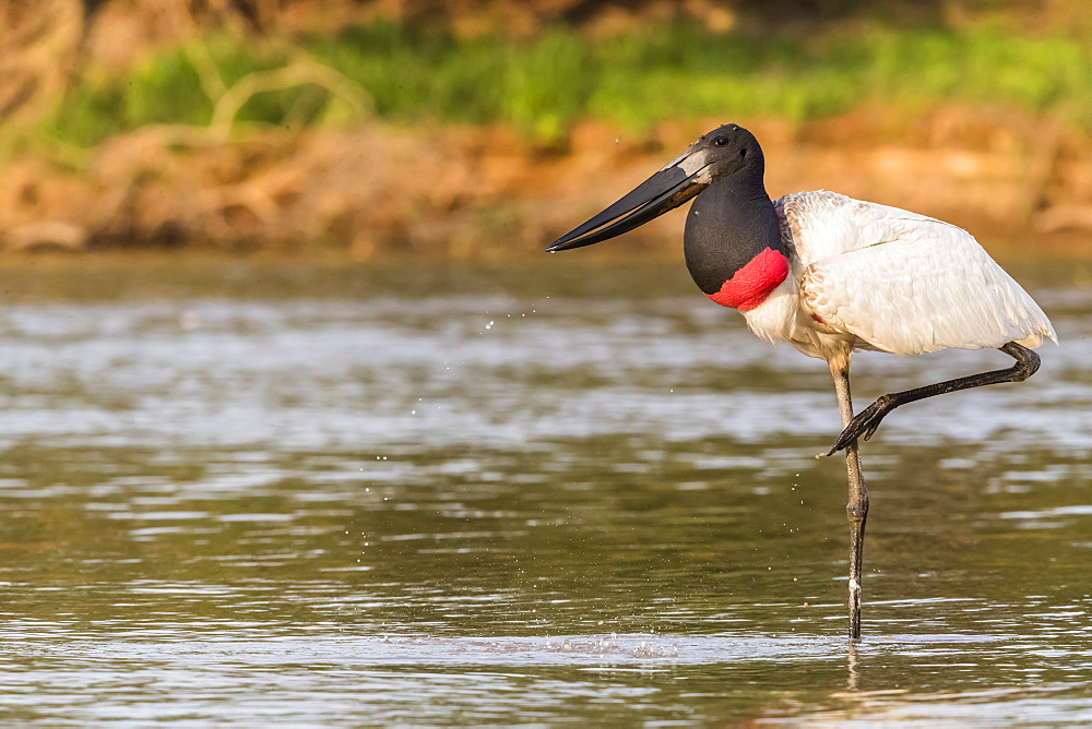 An adult jabiru (Jabiru mycteria), Porto Jofre, Mato Grosso, Pantanal, Brazil, South America