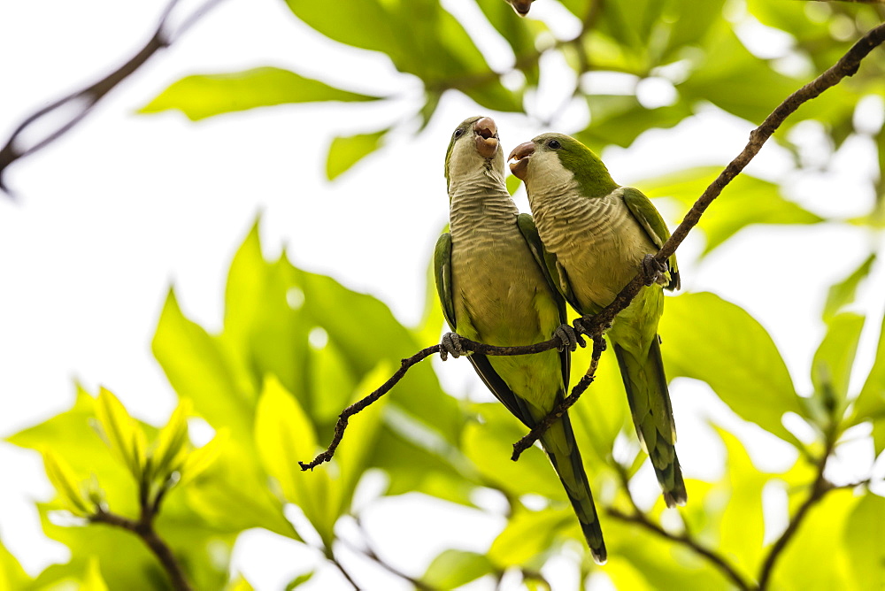 A pair of monk parakeets (Myiopsitta monachus), Pousado Alegre, Mato Grosso, Brazil, South America