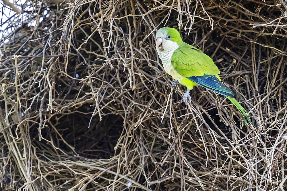 An adult monk parakeet (Myiopsitta monachus), building a communal nest, Pousado Alegre, Brazil, South America