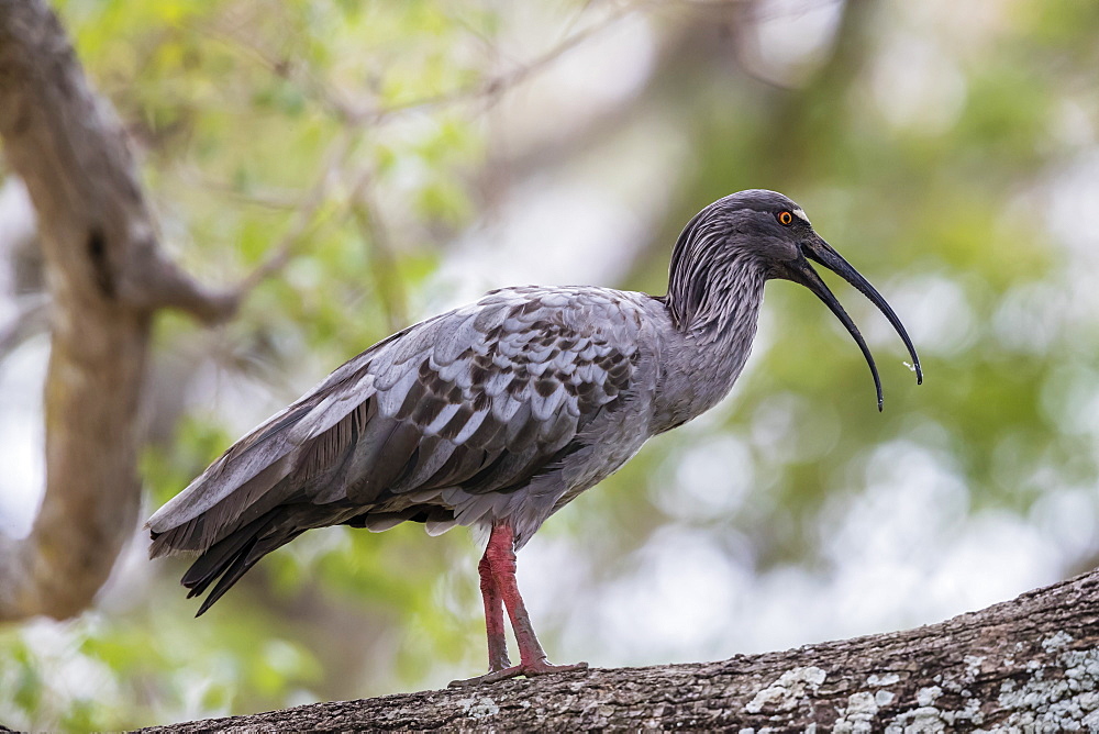 An adult plumbeous ibis (Theristicus caerulescens), Pousado Alegre, Mato Grosso, Brazil, South America