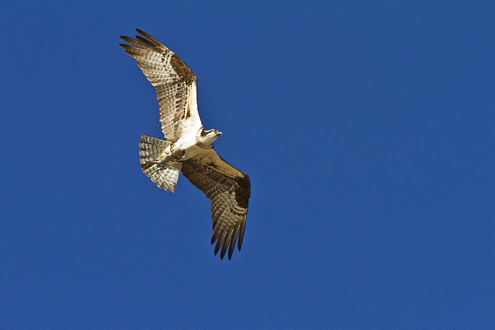 Adult osprey (Pandion haliaetus) with fish, Gulf of California (Sea of Cortez) Baja California Sur, Mexico, North America