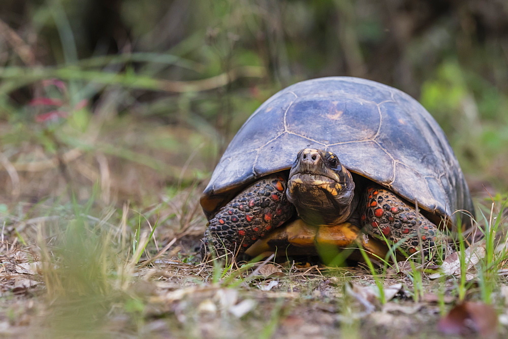 An adult red-footed tortoise (Chelonoidis carbonarius), Pousado Rio Claro, Mato Grasso, Brazil, South America