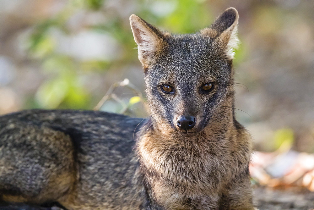 An adult crab-eating fox (Cerdocyon thous), Pousado Rio Claro, Mato Grosso, Pantanal, Brazil, South America