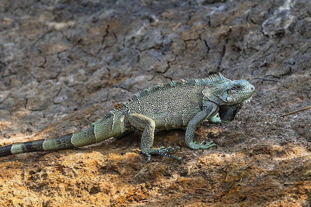 An adult green iguana (Iguana iguana), Pousado Rio Claro, Mato Grosso, Pantanal, Brazil, South America