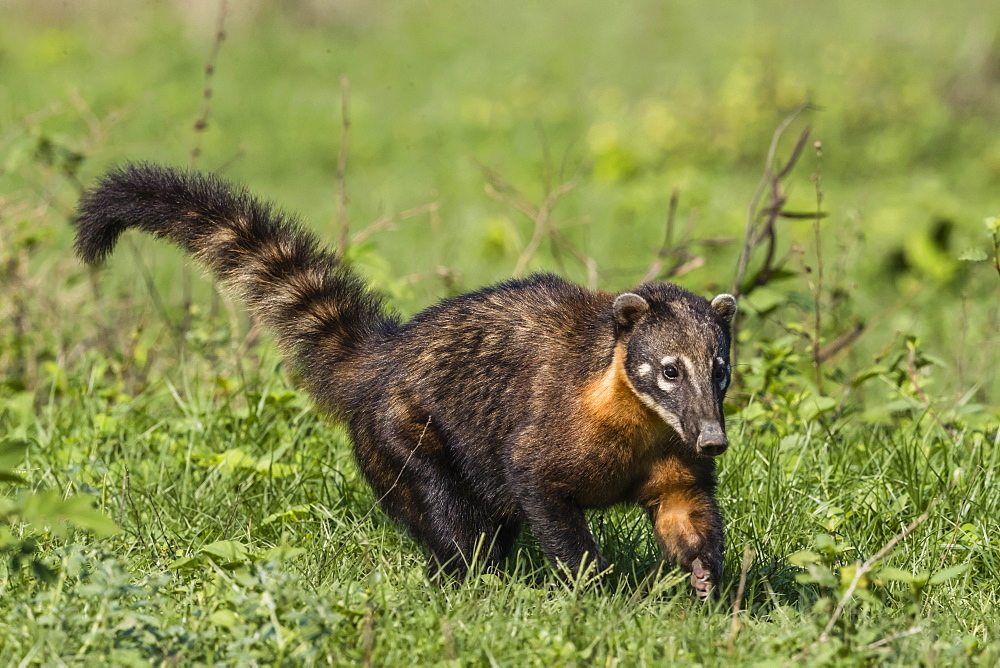 An adult South American coati (Nasua nasua), Pouso Alegre Fazenda, Mato Grosso, Brazil, South America