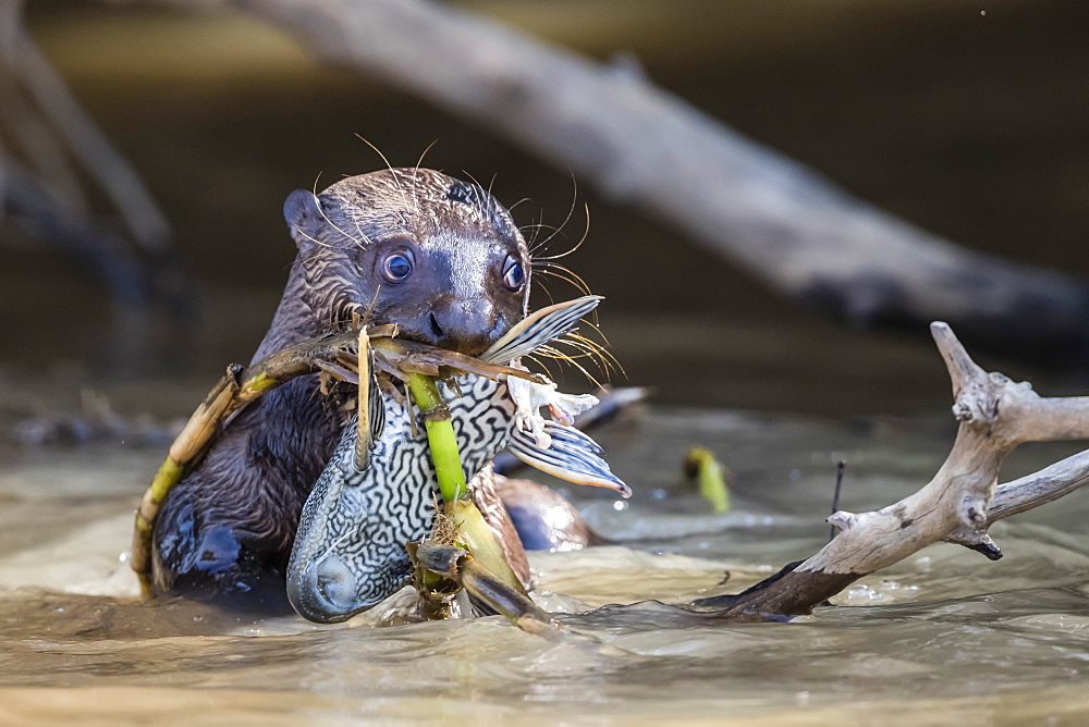 Giant river otter (Pteronura brasiliensis), feeding near Puerto Jofre, Mato Grosso, Pantanal, Brazil, South America