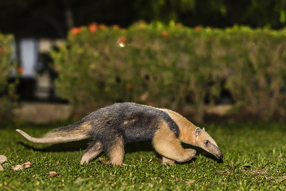 An adult southern tamandua (Tamandua tetradactyla), at night, Pousado Rio Claro, Brazil, South America