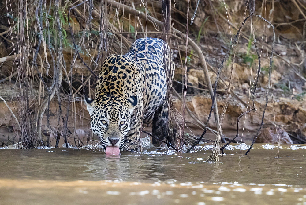 An adult female jaguar (Panthera onca), on the riverbank of Rio Tres Irmao, Mato Grosso, Brazil, South America