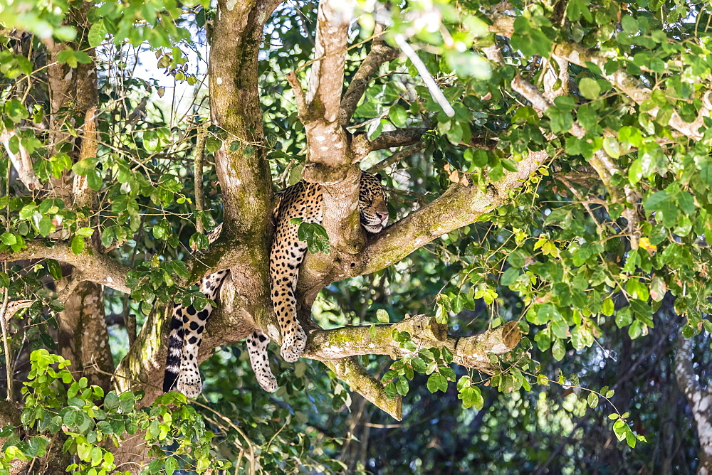 An adult jaguar (Panthera onca), sleeping in a tree on the Rio Tres Irmao, Mato Grosso, Brazil, South America