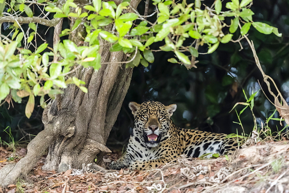 An adult jaguar (Panthera onca), on the riverbank of the Rio Tres Irmao, Mato Grosso, Brazil, South America