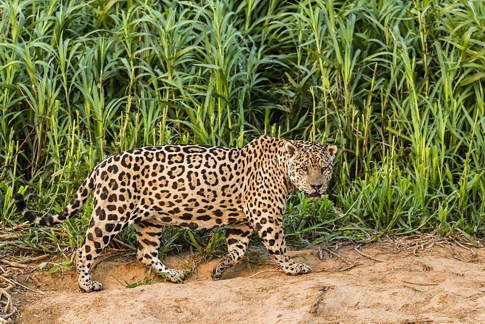 An adult male jaguar (Panthera onca), on the riverbank of the Rio Cuiaba, Mato Grosso, Brazil, South America