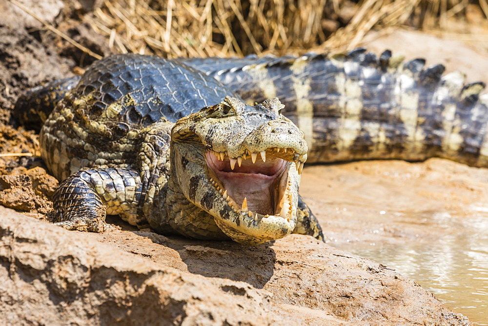 An adult yacare caiman (Caiman yacare) on the riverbank near Porto Jofre, Mato Grosso, Brazil, South America