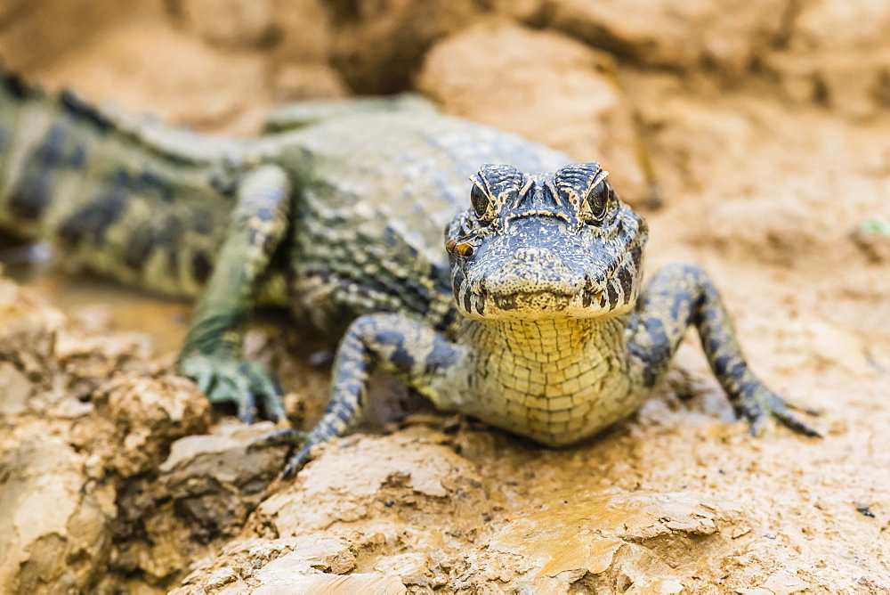 A young yacare caiman (Caiman yacare) on the riverbank near Porto Jofre, Mato Grosso, Brazil, South America