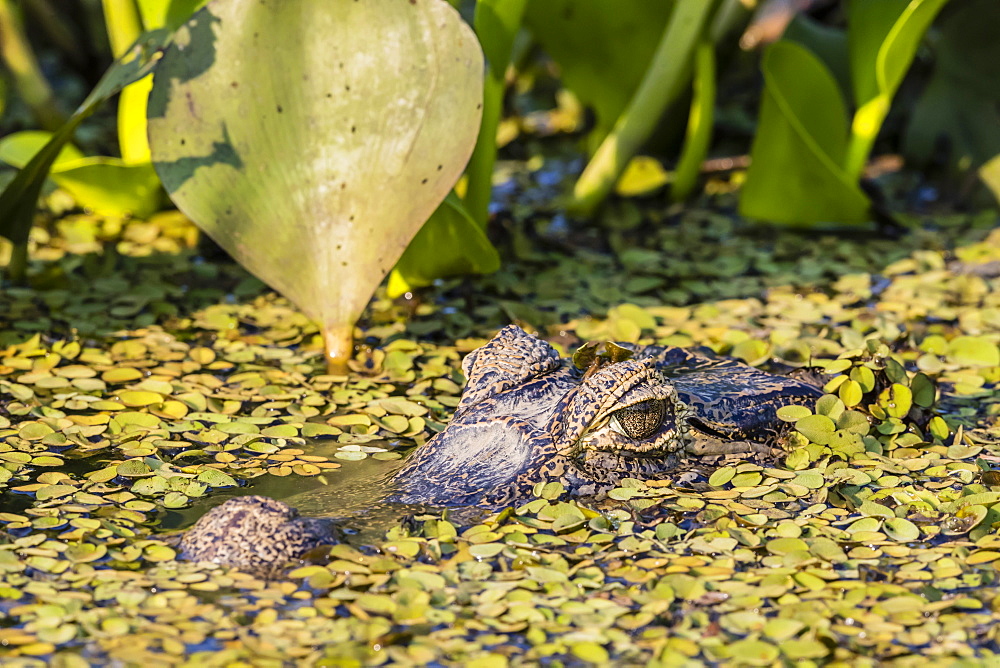 An adult yacare caiman (Caiman yacare), in the water at Pousado Alegre, Mato Grosso, Brazil, South America