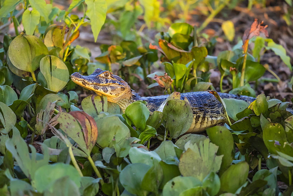 A juvenile yacare caiman (Caiman yacare), in the water at Pousado Alegre, Mato Grosso, Brazil, South America