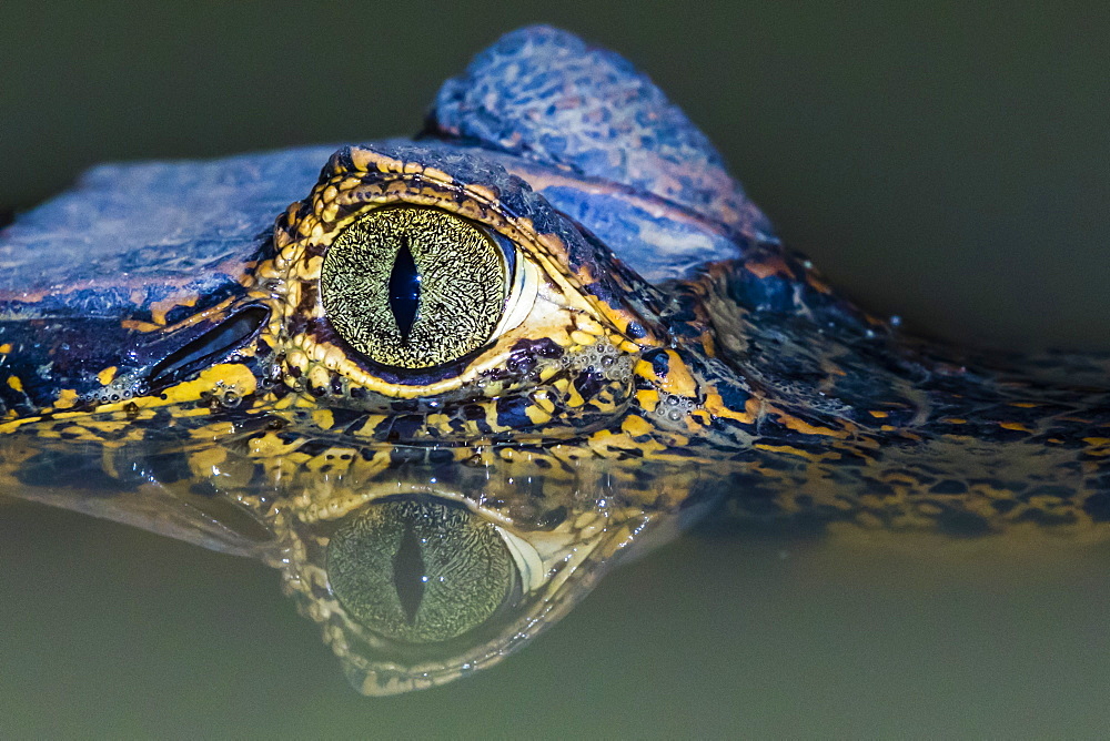 A juvenile yacare caiman (Caiman yacare) at night, Pousado Alegre, Mato Grosso, Brazil, South America