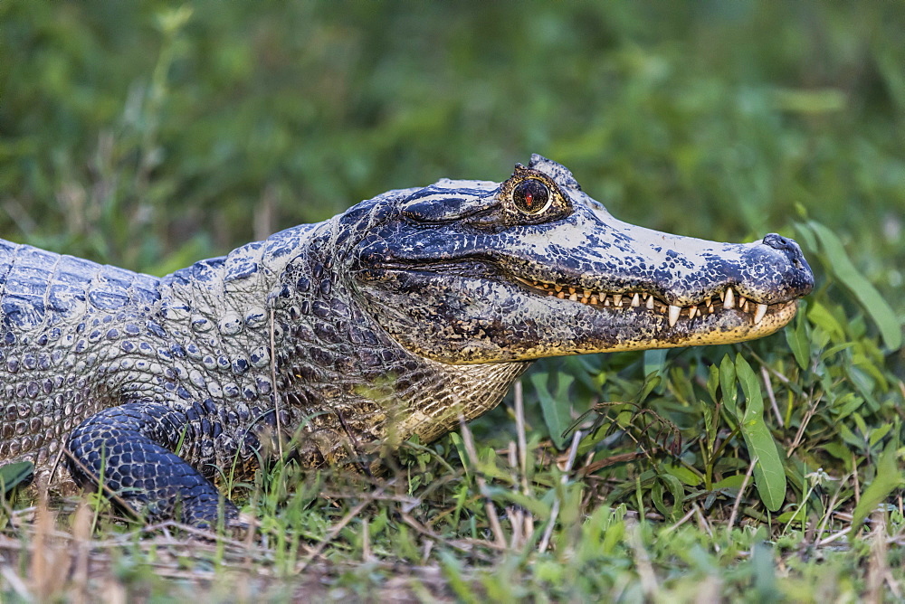 An adult yacare caiman (Caiman yacare), head detail, Pousado Alegre, Mato Grosso, Brazil, South America